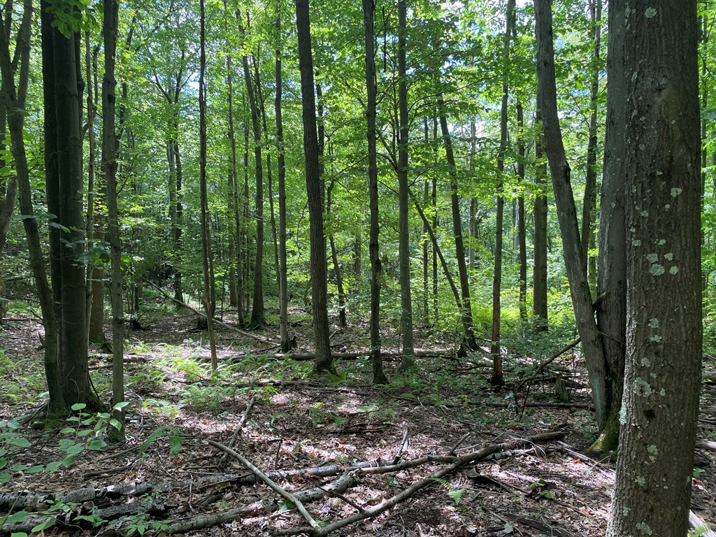 0 Irishtown Road Grampian, PA 16838 - Photo 22 of 27