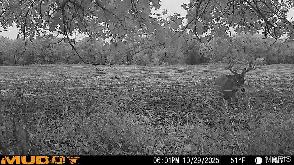 171 Red Ball Trail Coffeen, IL 62017 - Photo 18 of 74