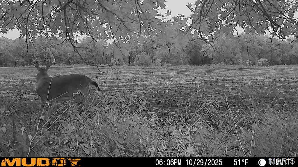 171 Red Ball Trail Coffeen, IL 62017 - Photo 19 of 74