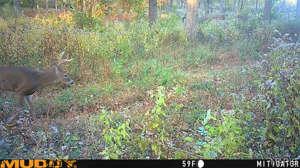 171 Red Ball Trail Coffeen, IL 62017 - Photo 21 of 74