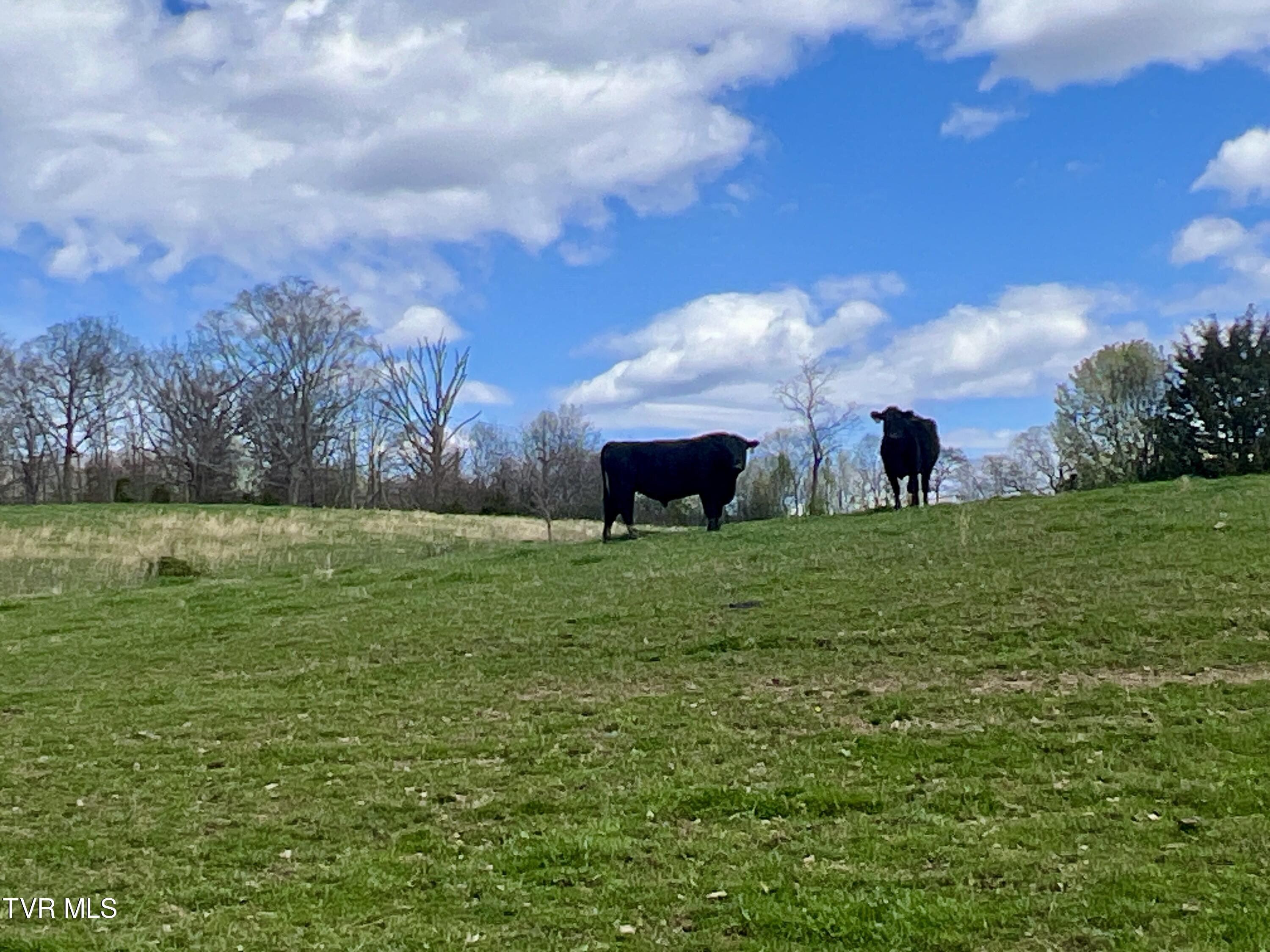 93 Fall Branch Fall Branch, TN 37656 - Photo 12 of 73 _Pic12 (18)