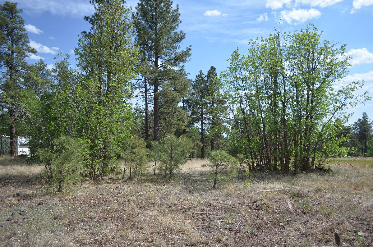 166 Garland Prairie Road Parks, AZ 86005 - Photo 13 of 19 chris 010