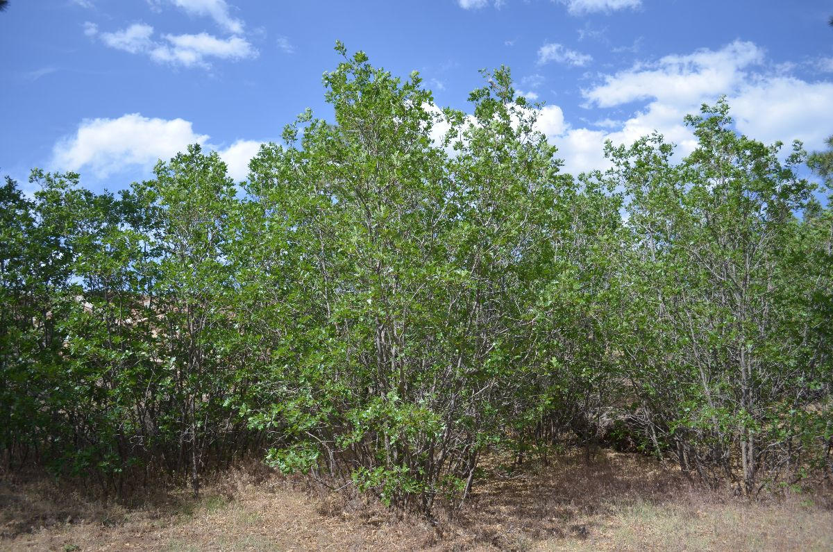 166 Garland Prairie Road Parks, AZ 86005 - Photo 18 of 19 chris 020
