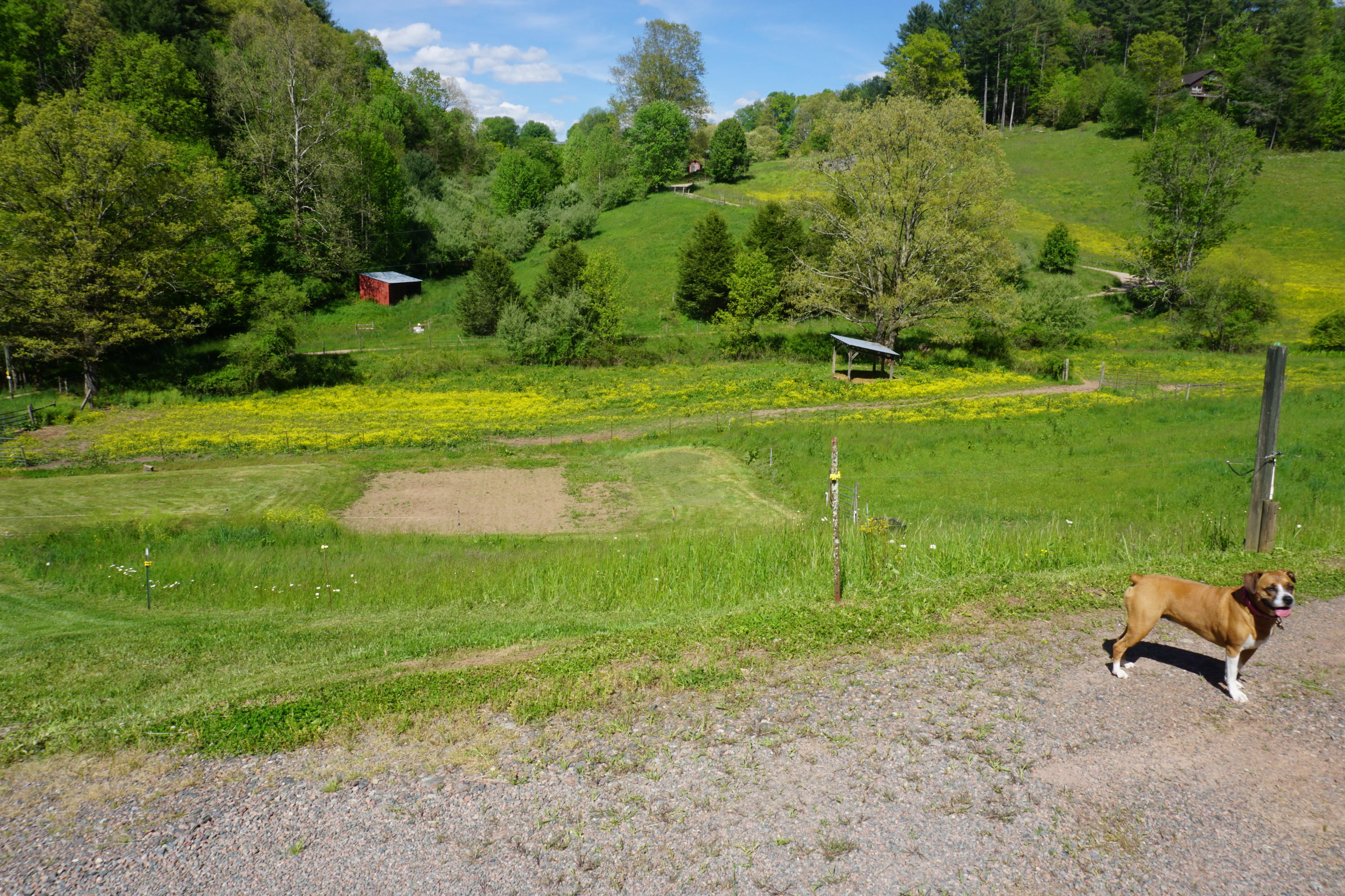 812 Reece Hill Road Mountain City, TN 37683 - Photo 40 of 58 DSC06935