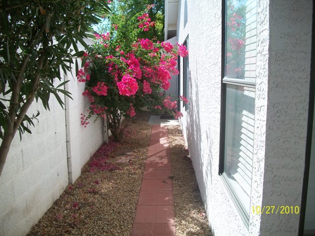 3302 East Clark Road Phoenix, AZ 85050 - Photo 24 of 24 backyard