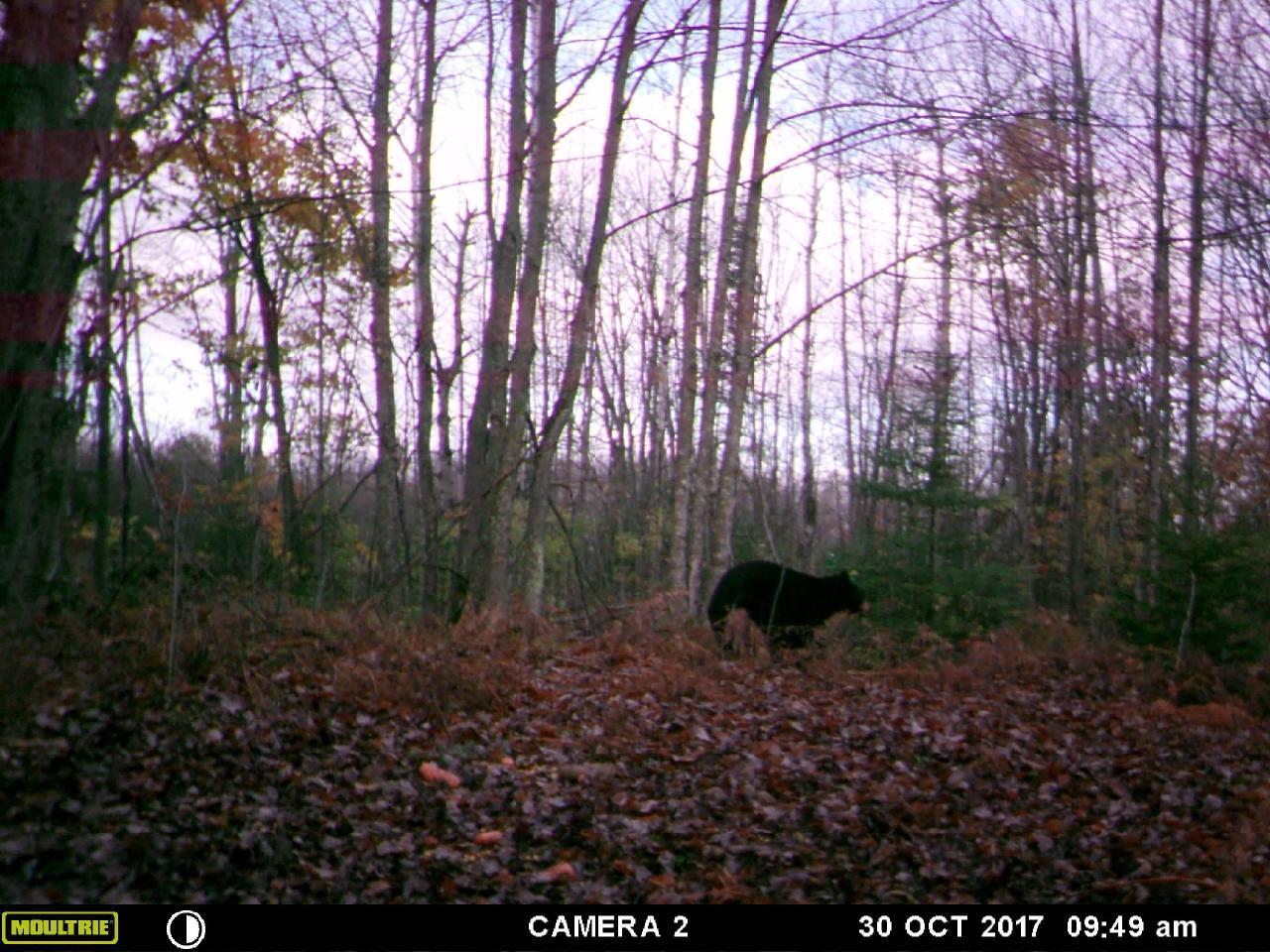 3671 Long Lake Road Cheboygan, MI 49721 - Photo 14 of 22 Gallery Image 14
