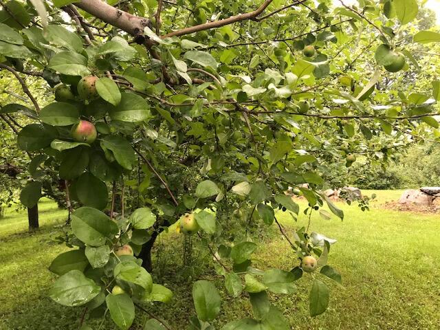 0 Parsonsfield Road Limerick, ME 04048 - Photo 19 of 38 IMG_5902