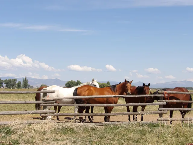 a view of a terrace with chairs