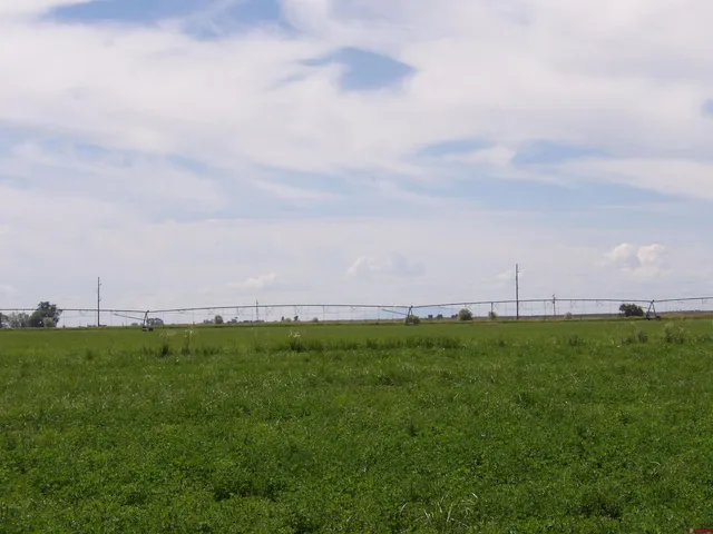 a view of a lake from a yard