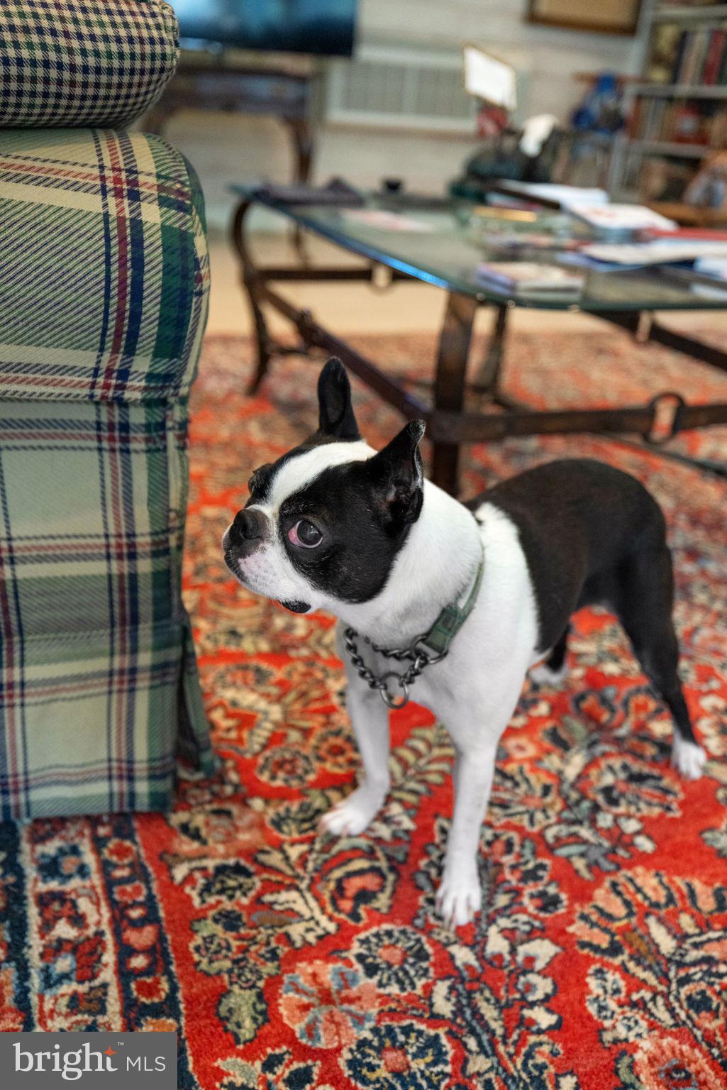 961 Summerville Road Boyce, VA 22620 - Photo 56 of 57 a close view of shoes