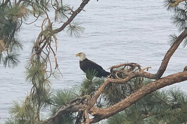 $1,600,000 | 5243 South Freedom Lane, Harrison, ID 83833