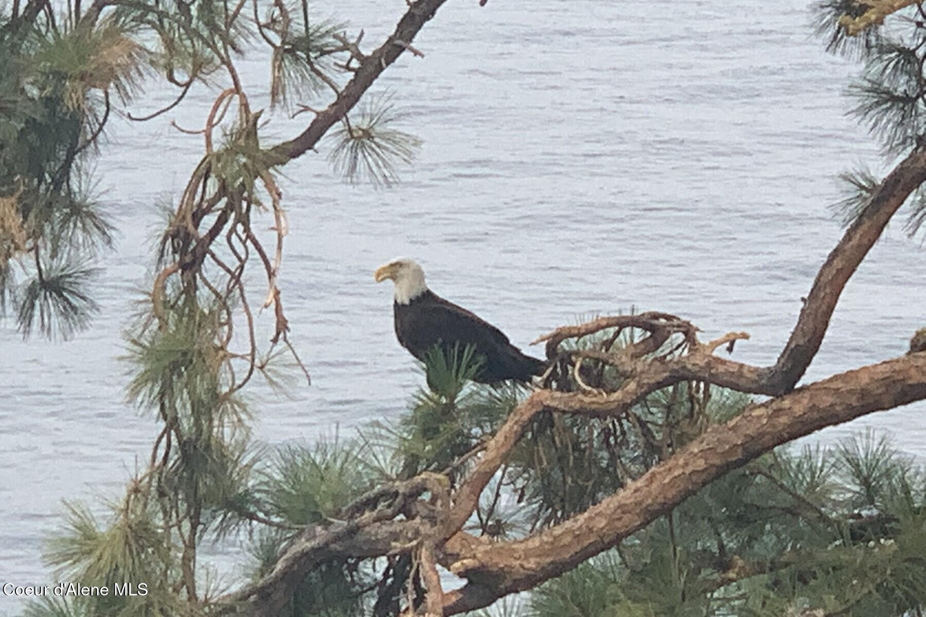 5243 South Freedom Lane Harrison, ID 83833 - Photo 14 of 20 Eagles and nature