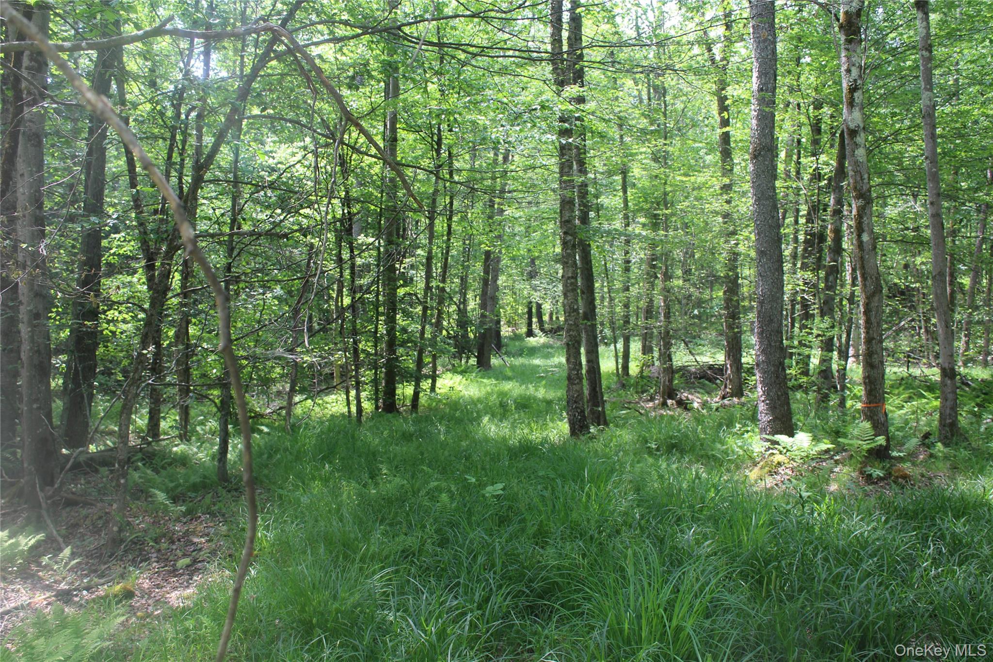 624 County Road Fremont Center, NY 12736 - Photo 12 of 40 Wooded property featuring mature trees, dense foliage, and natural ground cover