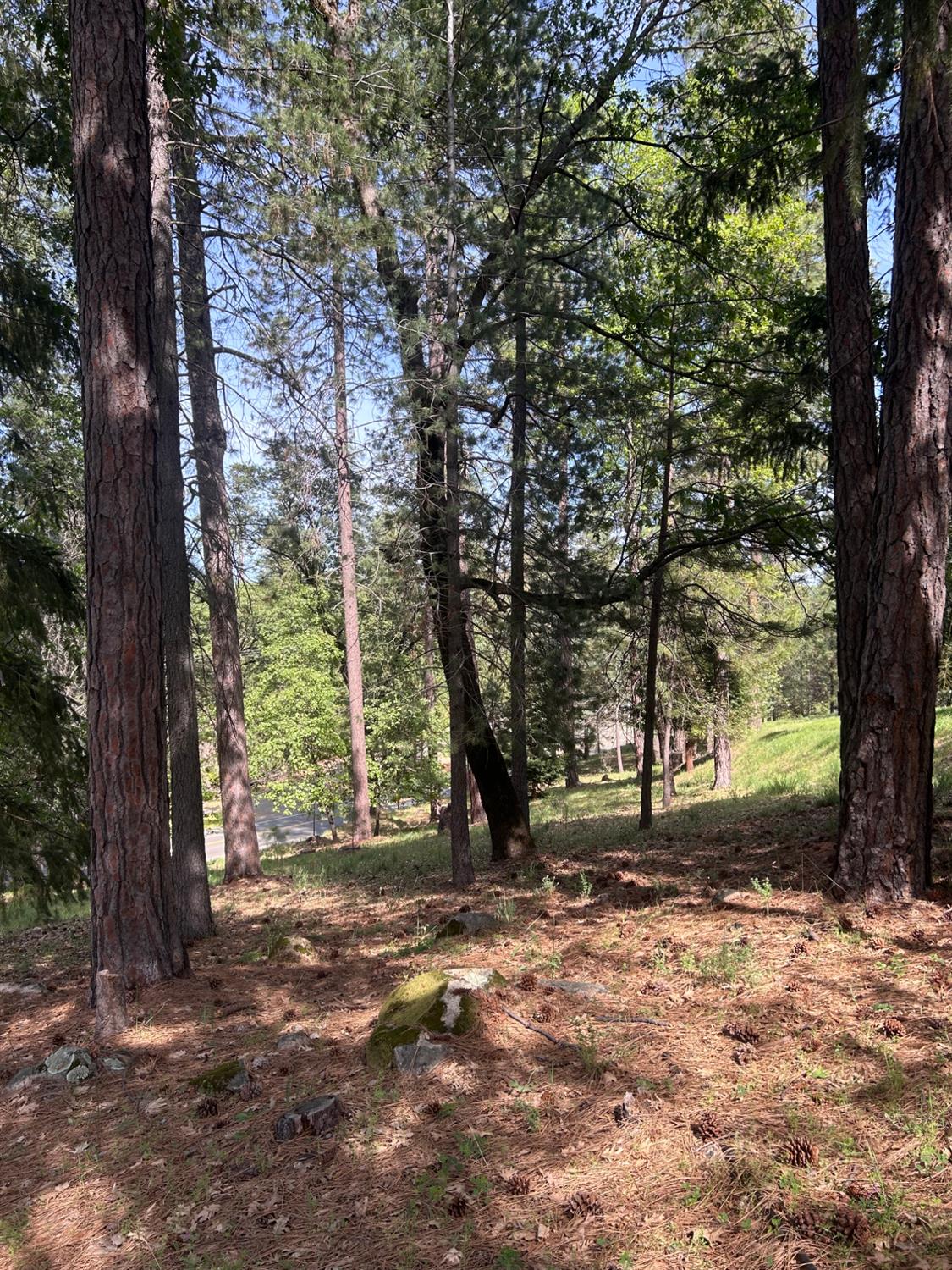 1575 Ridgemore Drive Meadow Vista, CA 95722 - Photo 11 of 29 a view of outdoor space and yard