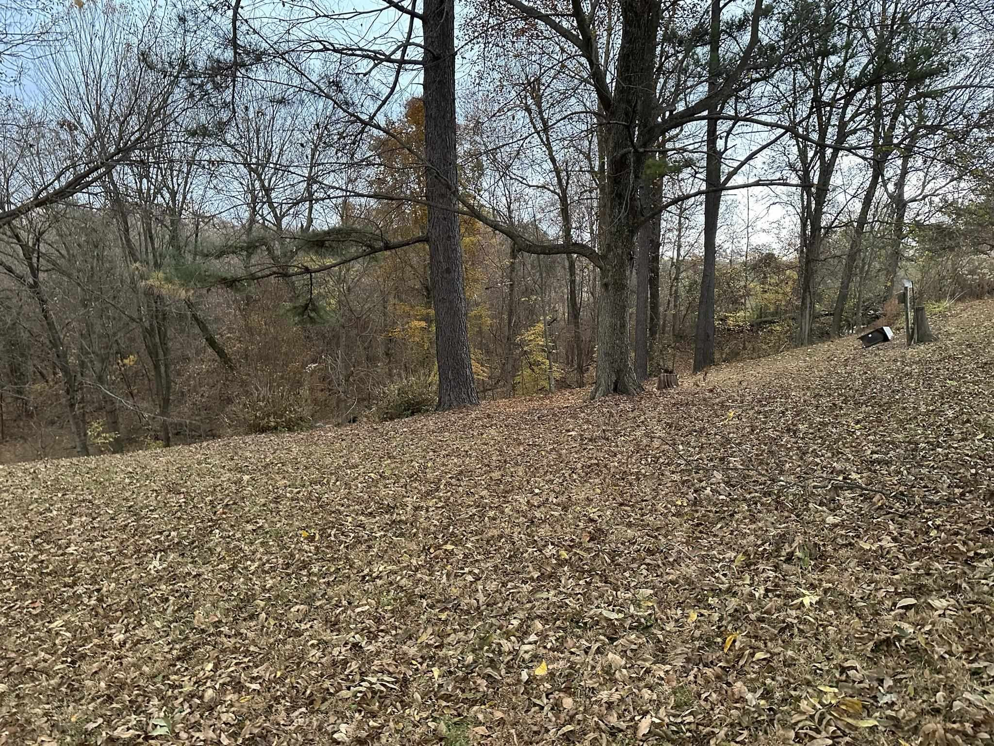 1036 Mill Creek Road Troy, TN 38260 - Photo 15 of 17 a view of a yard with large trees