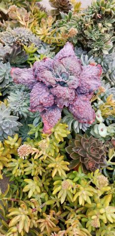 a view of a tree with plants