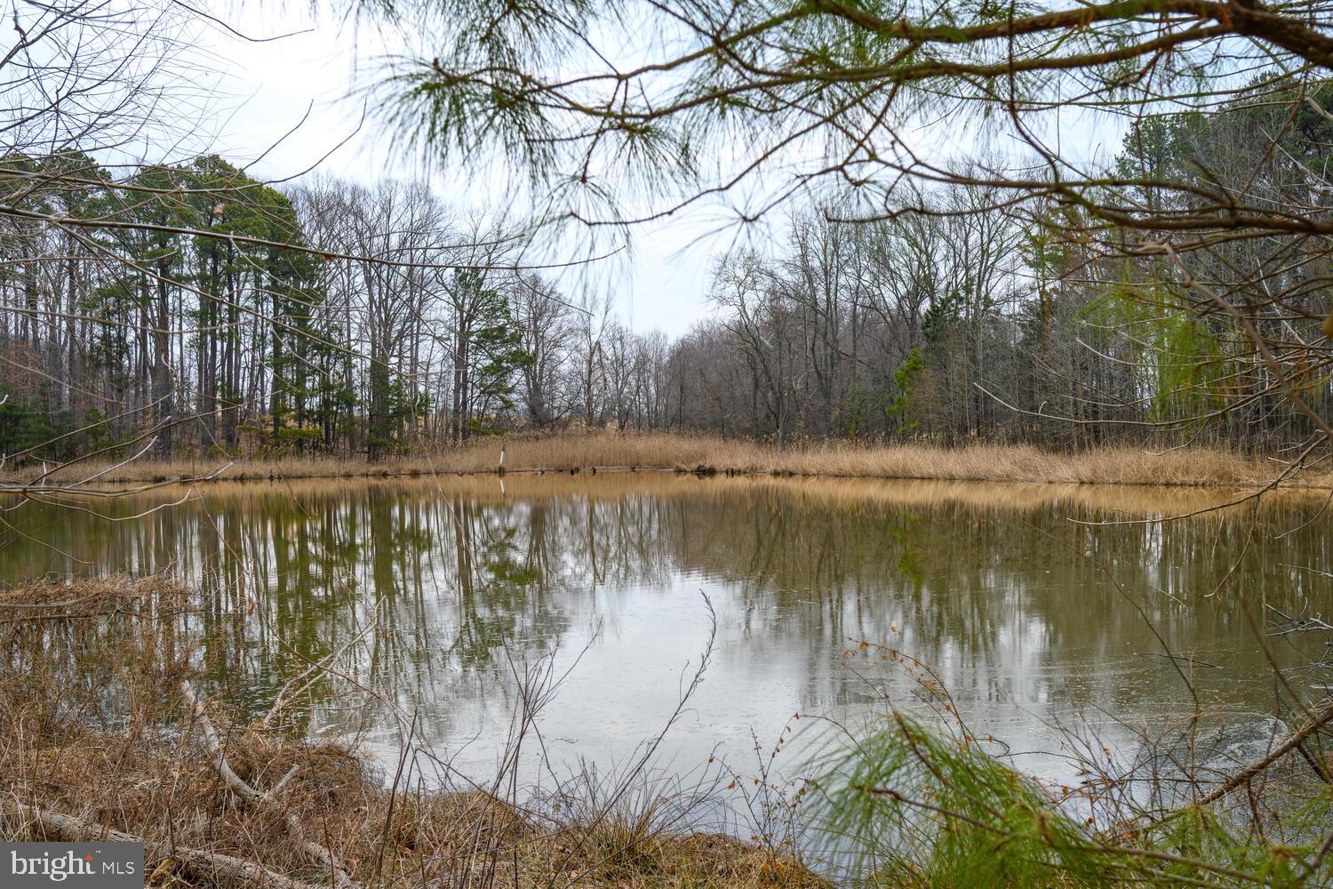 28923 Island Creek Road Trappe, MD 21673 - Photo 78 of 95 Large pond