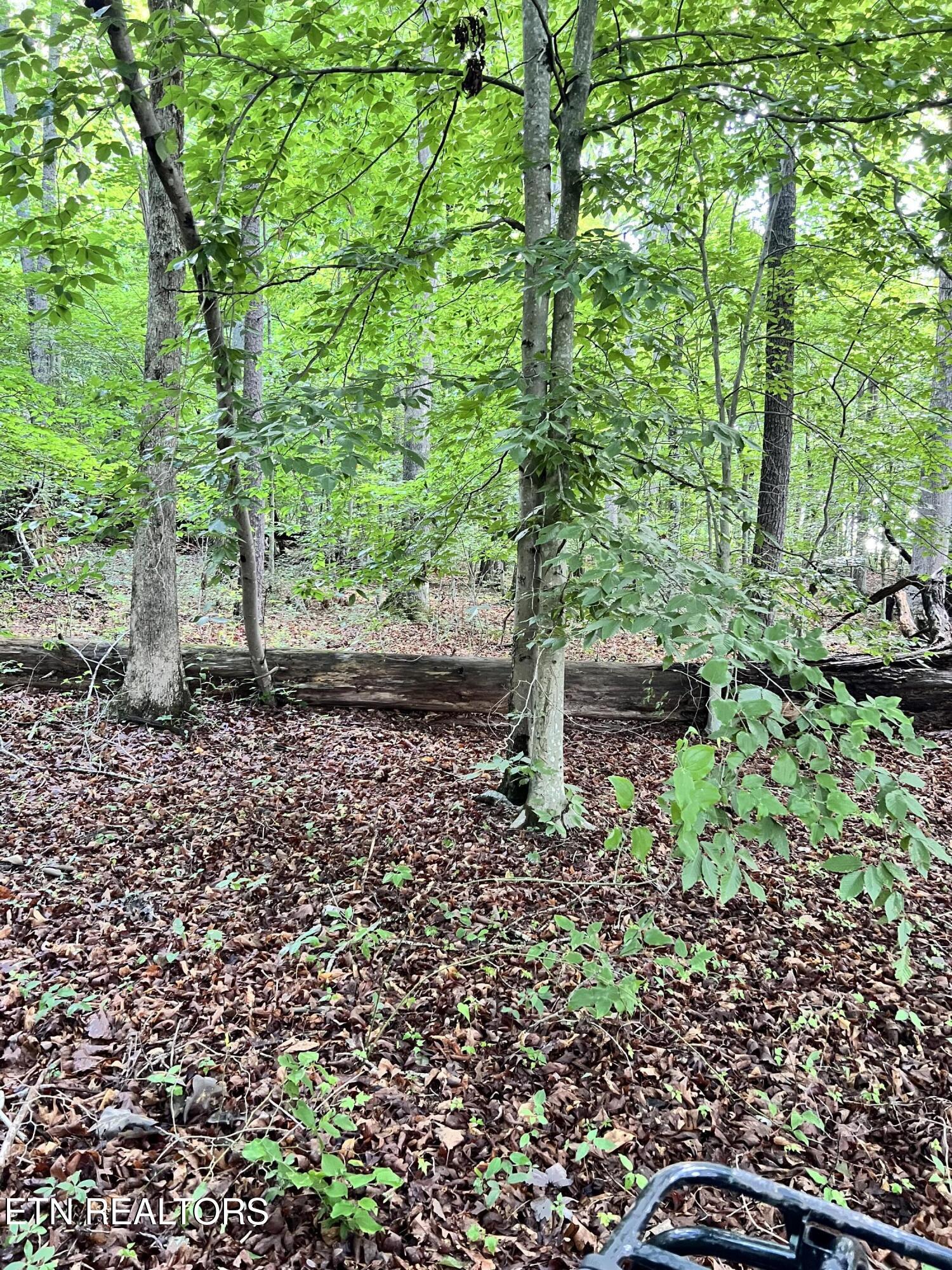 Eli Lane Oneida, TN 37841 - Photo 5 of 10 IMG_0404