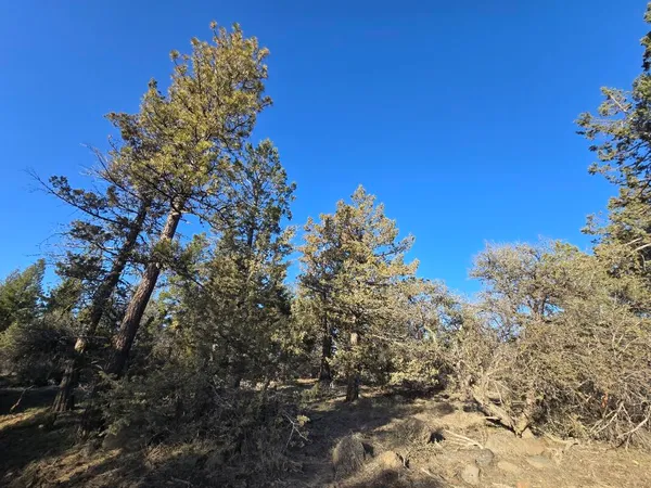a view of a tree