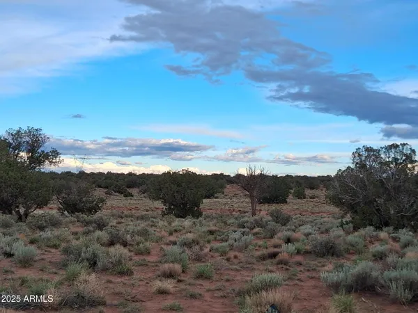a view of a bunch of trees in a field