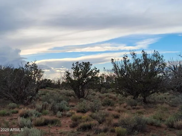 a view of a dry yard with wooden floor and fence