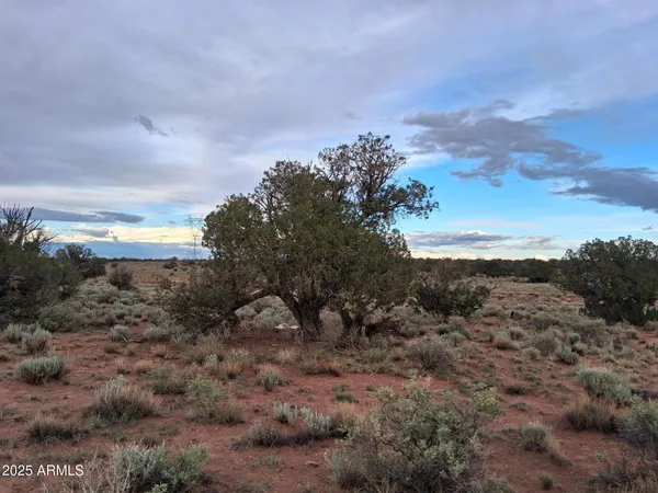 a view of a dry field with trees