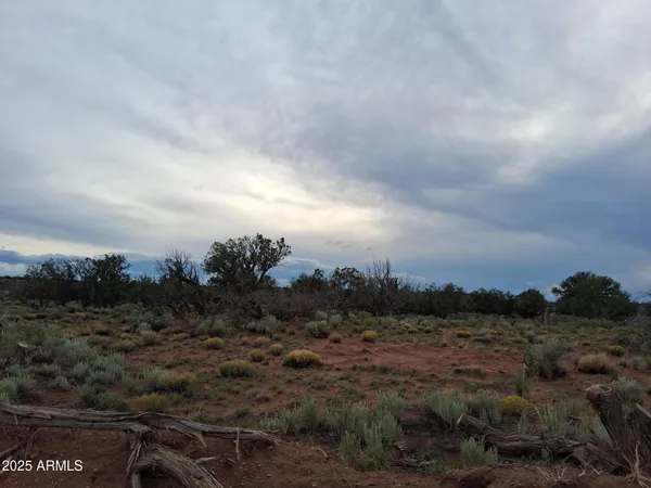 a view of a dry yard with trees