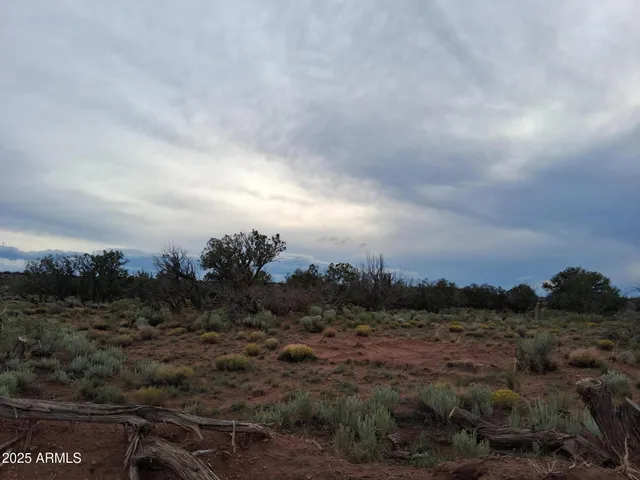 a view of a dry yard with trees