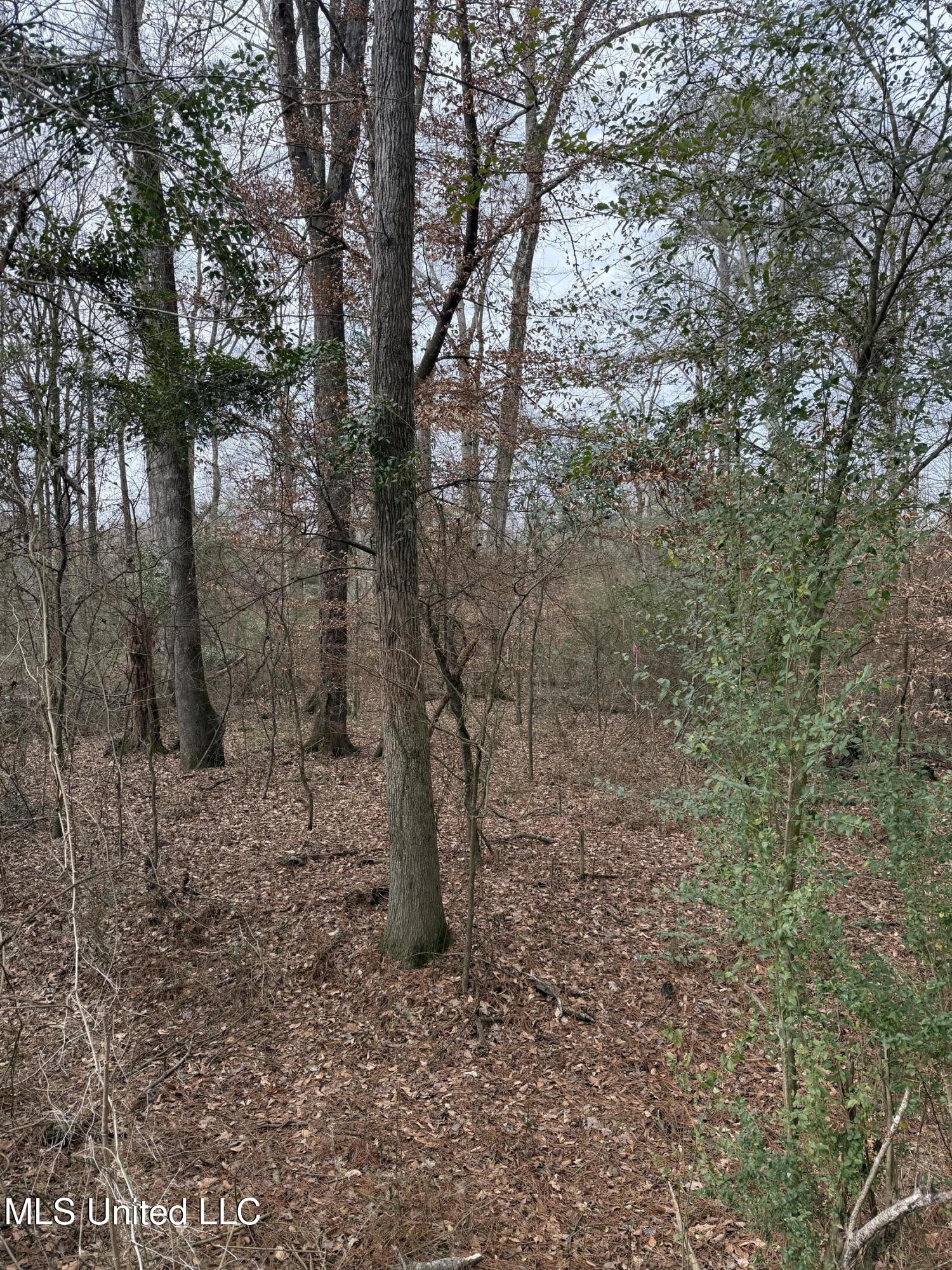 1 North Jordan Street Carthage, MS 39051 - Photo 7 of 10 IMG_1740