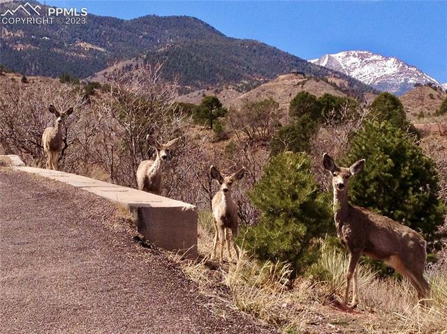 5 Marbeck Road Manitou Springs, CO 80829 - Photo 42 of 42 View from the driveway