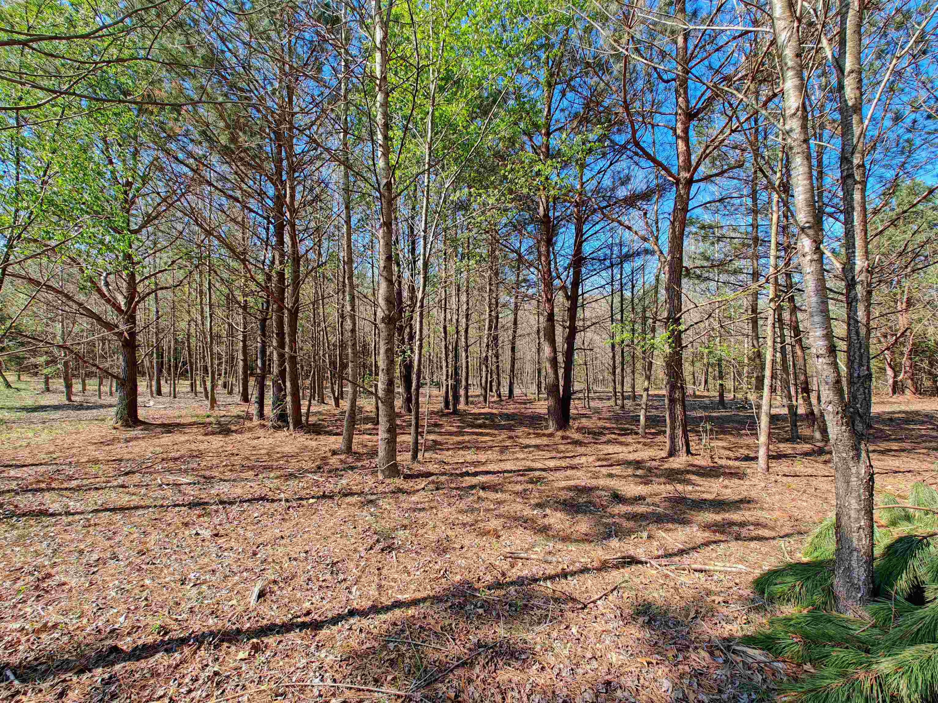 Lot 6 Lodge Road Camden, TN 38320 - Photo 13 of 16 Photo 13