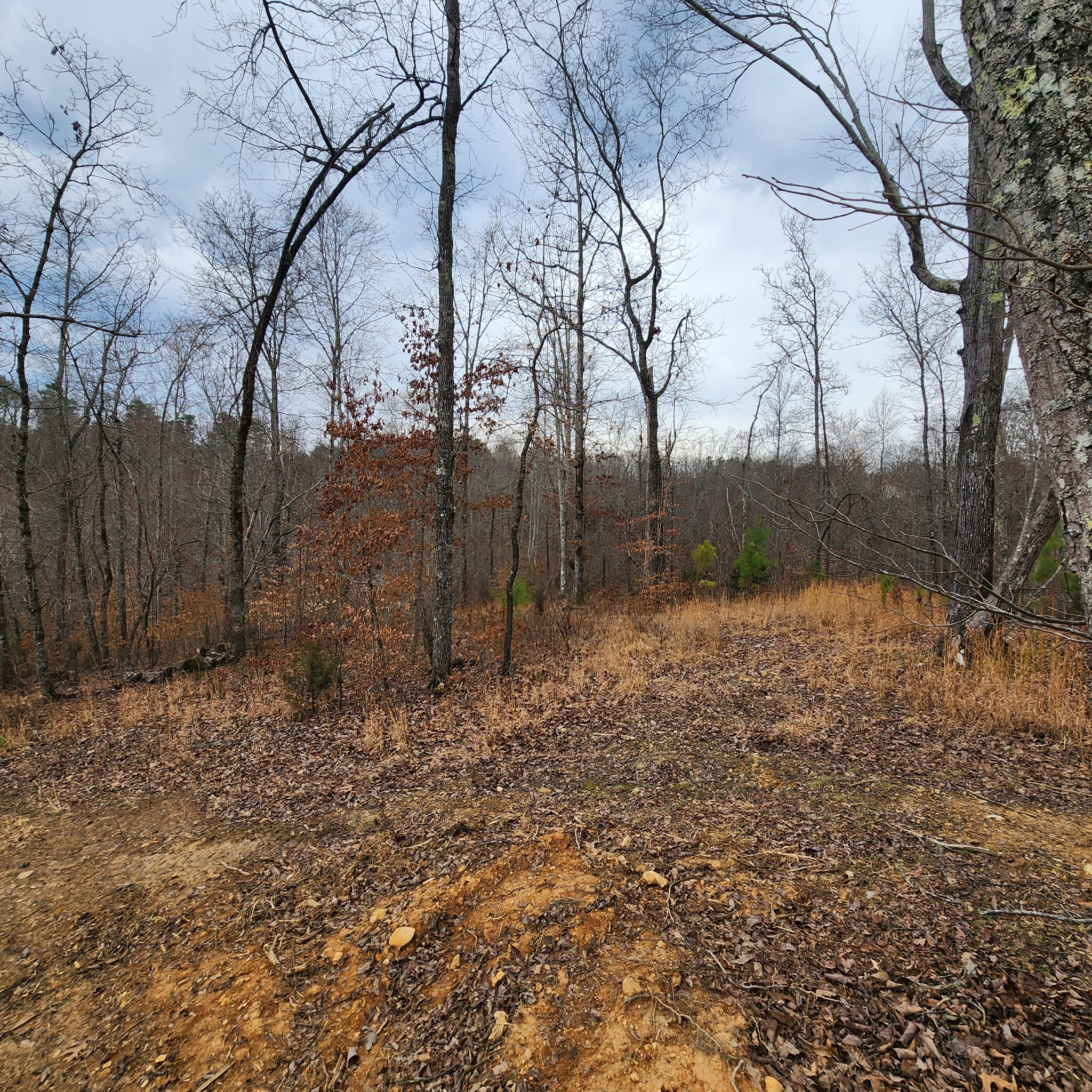584 Back Bone Road Sparta, TN 38583 - Photo 1 of 12 a backyard of a house with lots of green space