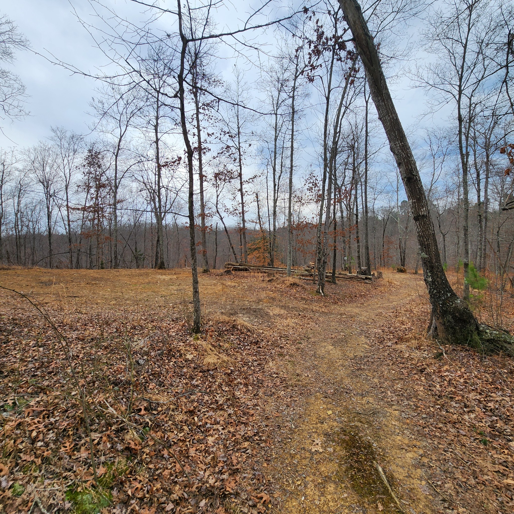584 Back Bone Road Sparta, TN 38583 - Photo 11 of 12 a backyard of a house with lots of green space