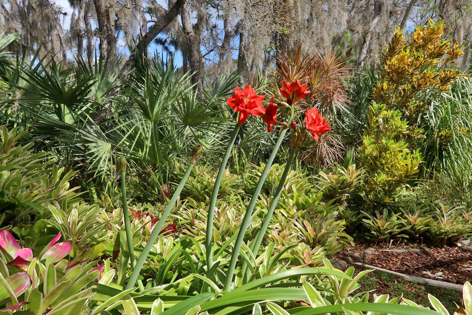 3660 Brennan Drive Melbourne, FL 32934 - Photo 53 of 71 a view of a flower in a garden
