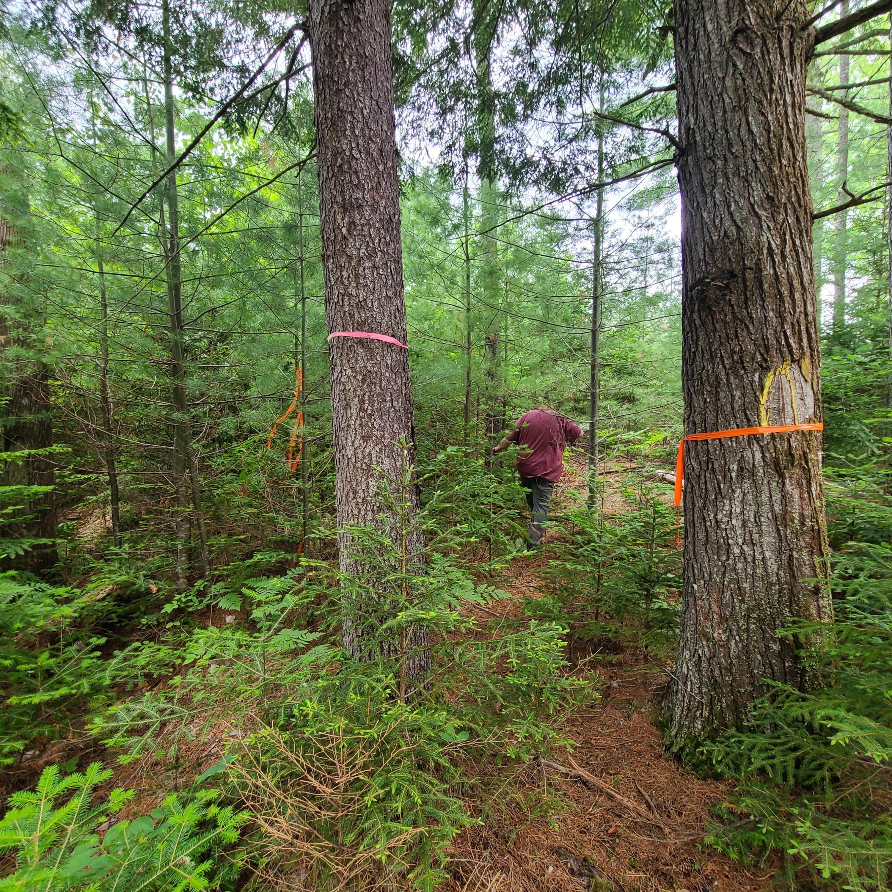 Lot 50 Map 14) Andover, ME 04216 - Photo 15 of 19