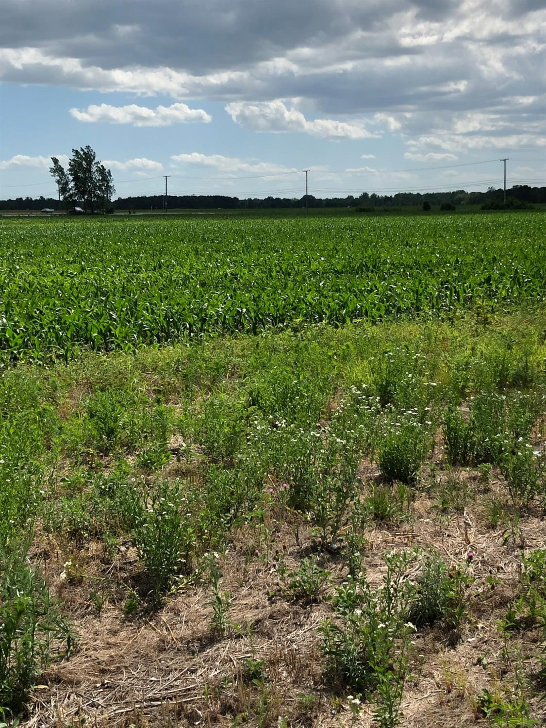 0 St Road 55 Demotte, IN 46310 - Photo 3 of 6 1125x1500