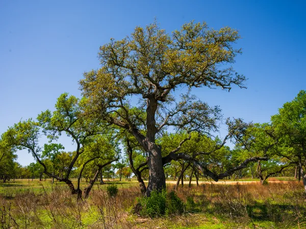 a picture of flowers