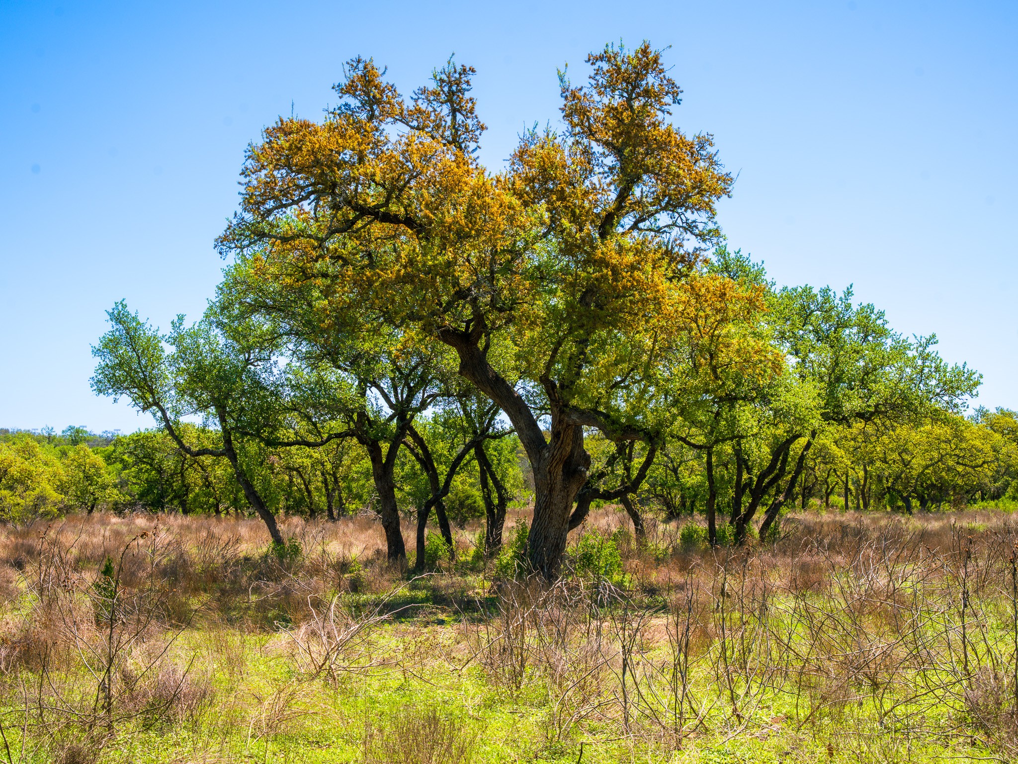 0 Serenity Springs Ranch Johnson City, TX 78636 - Photo 5 of 11 a backyard of a house with lots of green space