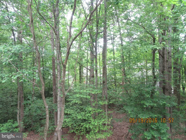 a view of a yard with large trees
