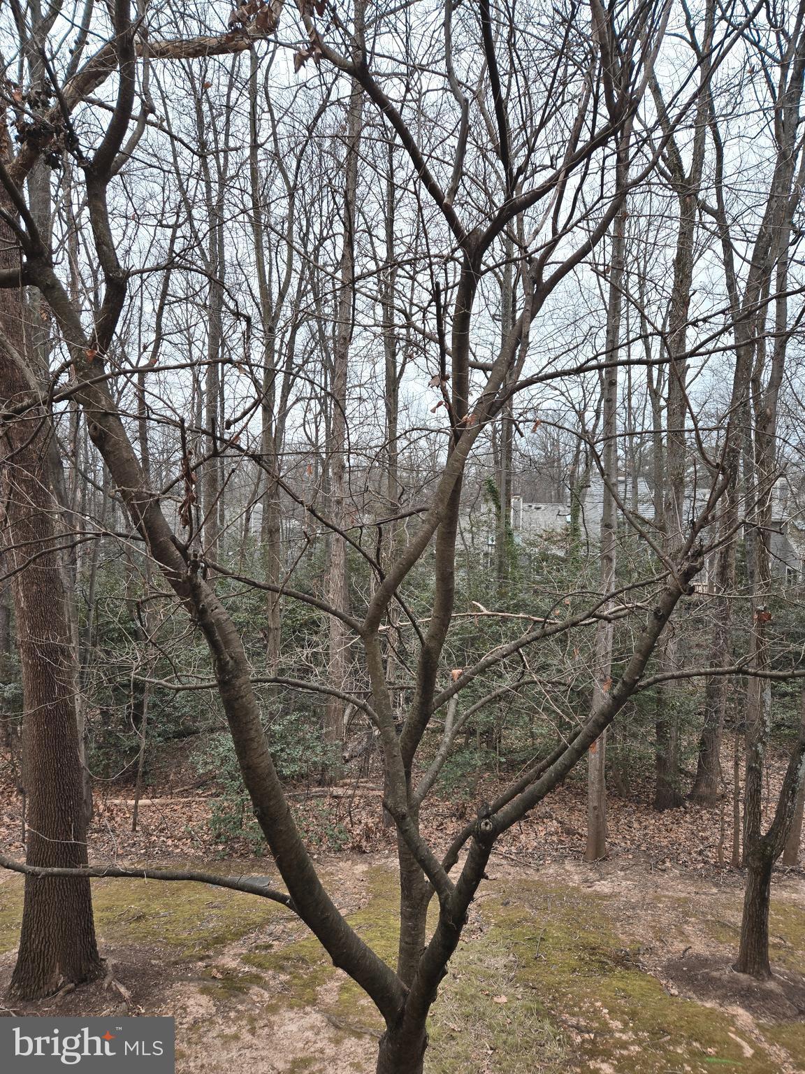 1537 Church Hill Place, Unit 1537 Reston, VA 20194 - Photo 27 of 40 a view of a yard with large trees