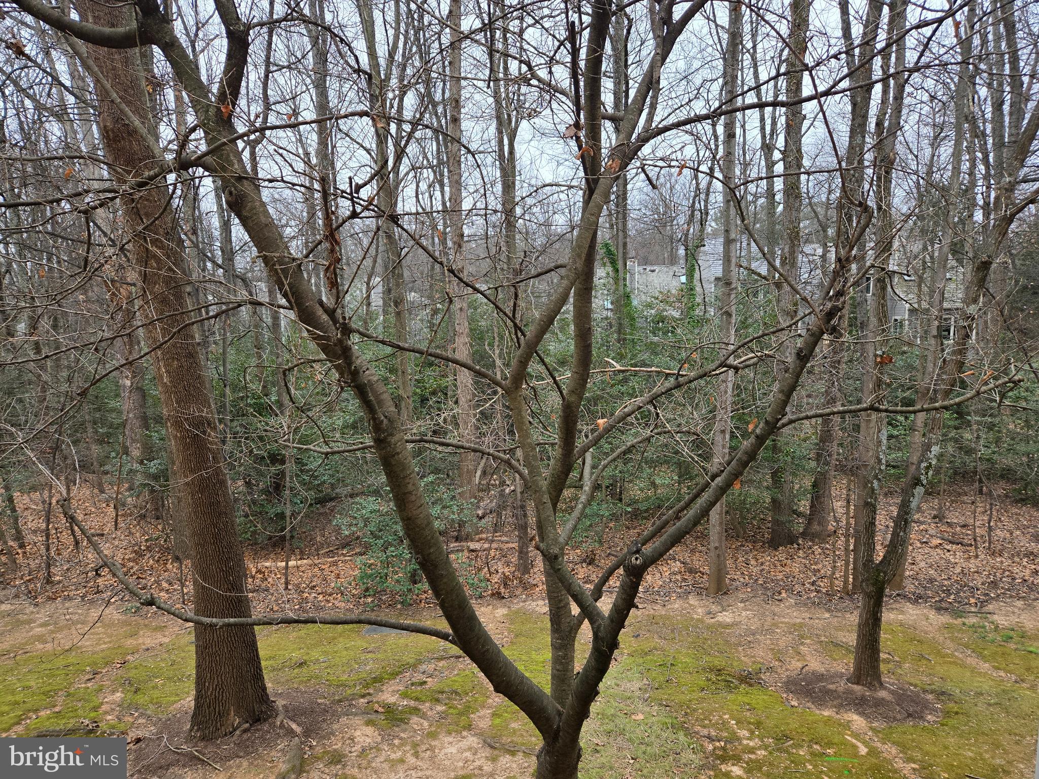 1537 Church Hill Place, Unit 1537 Reston, VA 20194 - Photo 28 of 40 a view of a yard with trees