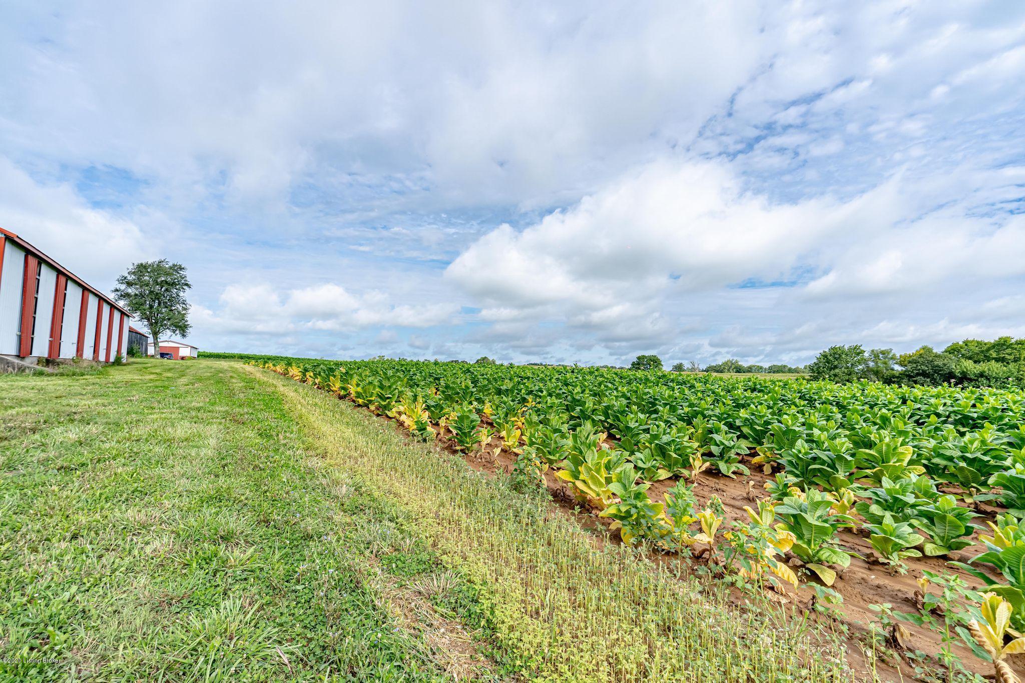 0 Cropper Road Shelbyville, KY 40065 - Photo 25 of 30 Crops
