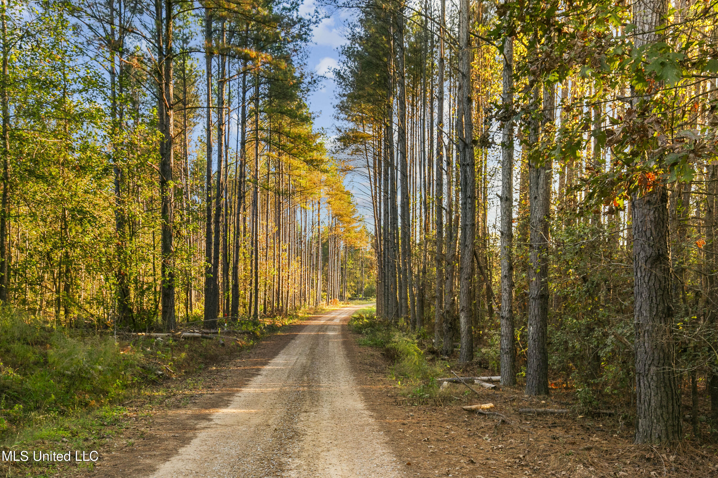 391 Attala Road Sallis, MS 39160 - Photo 50 of 90 391 AR 4127-58