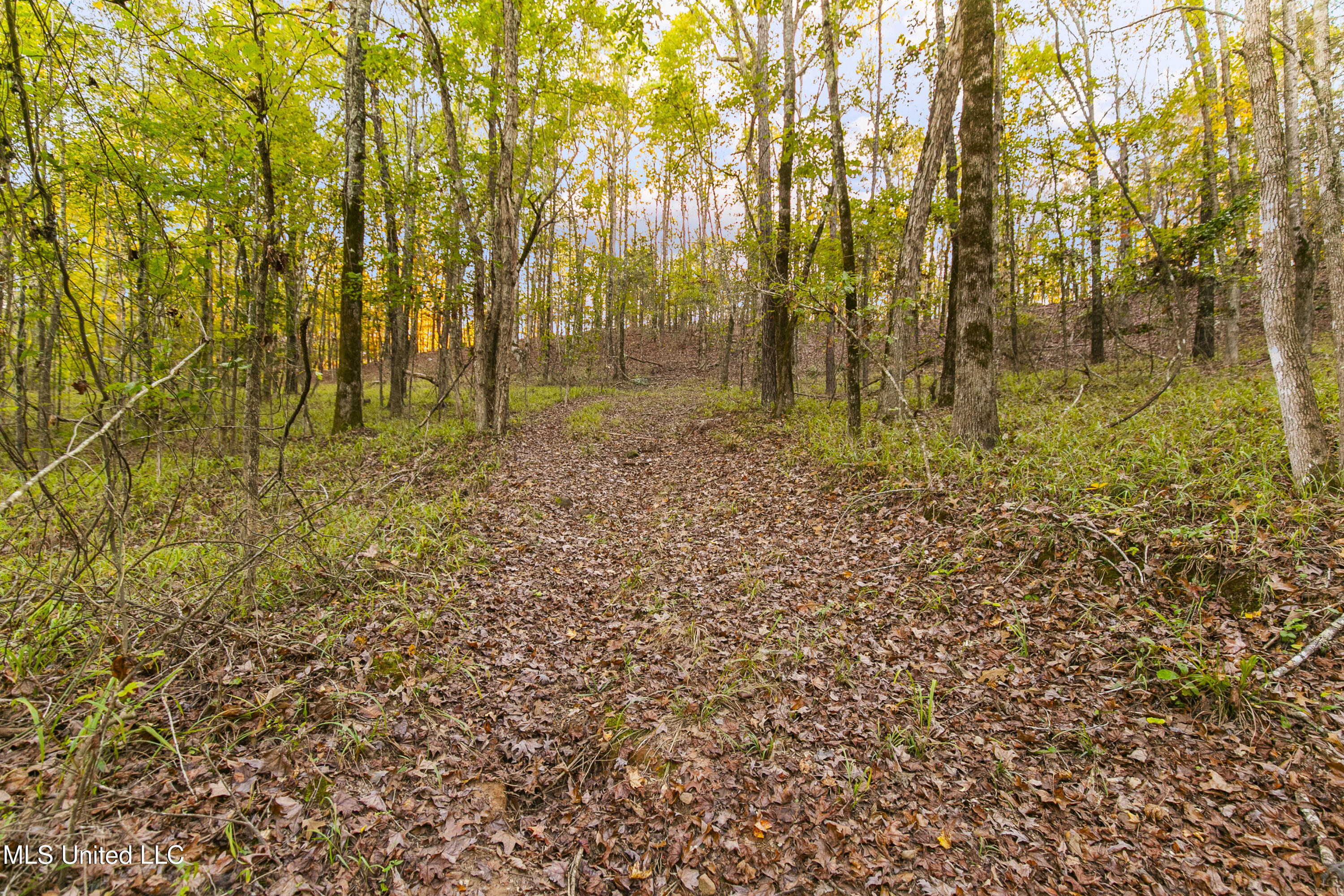 391 Attala Road Sallis, MS 39160 - Photo 56 of 90 391 AR 4127-68