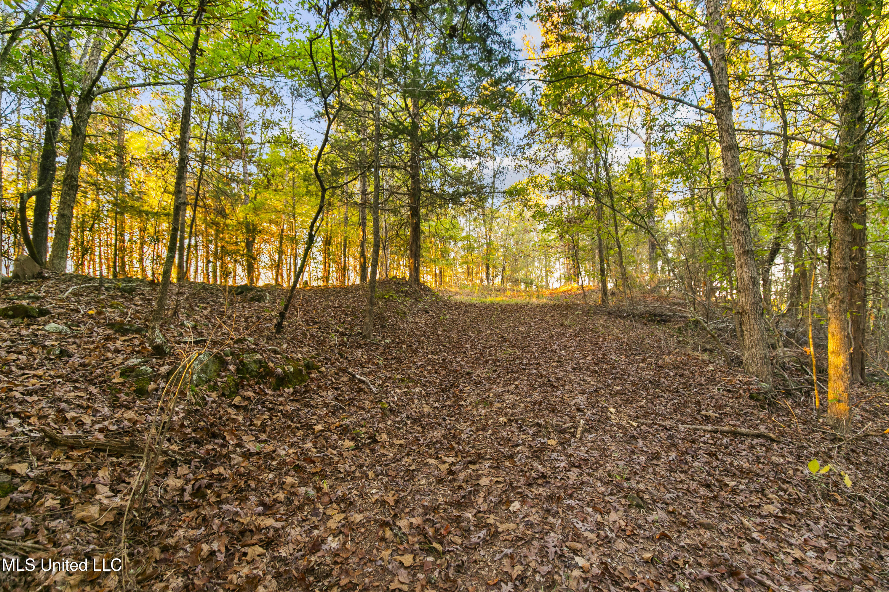 391 Attala Road Sallis, MS 39160 - Photo 58 of 90 391 AR 4127-71