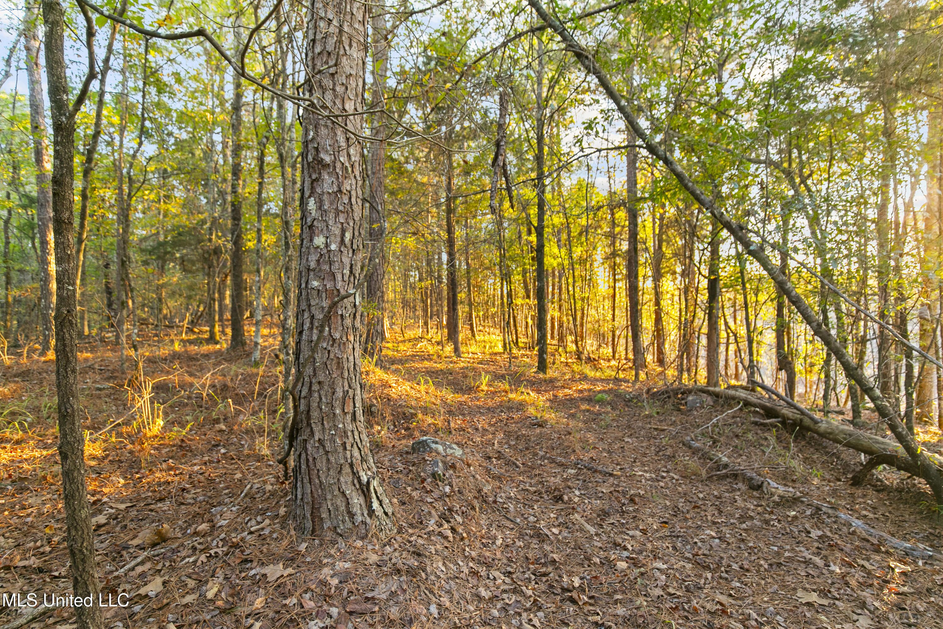 391 Attala Road Sallis, MS 39160 - Photo 60 of 90 391 AR 4127-73