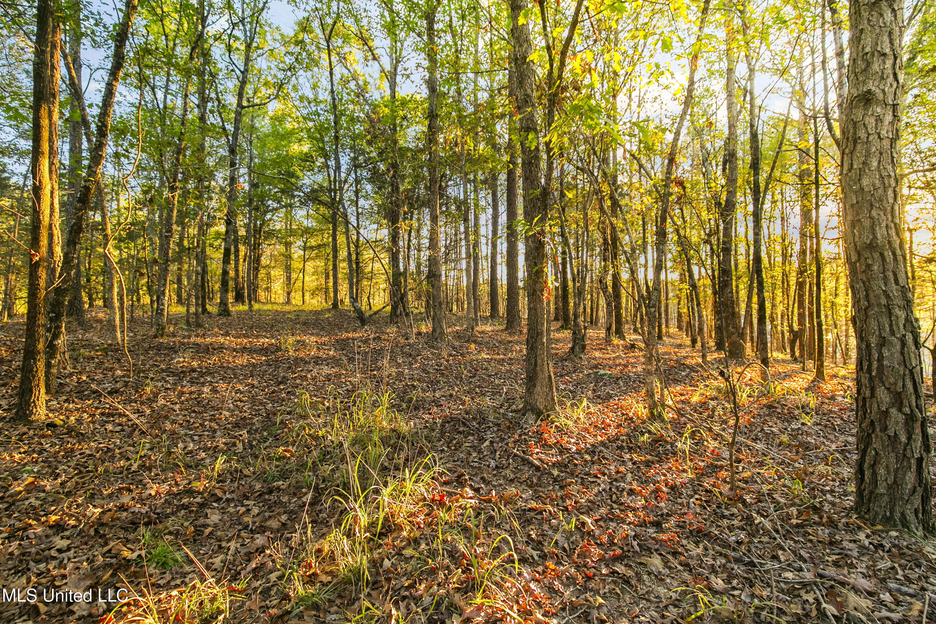 391 Attala Road Sallis, MS 39160 - Photo 62 of 90 391 AR 4127-77
