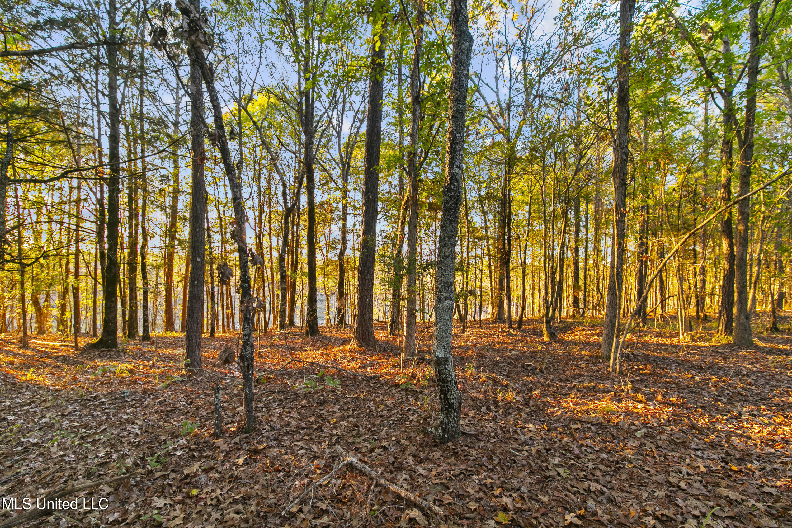 391 Attala Road Sallis, MS 39160 - Photo 63 of 90 391 AR 4127-78