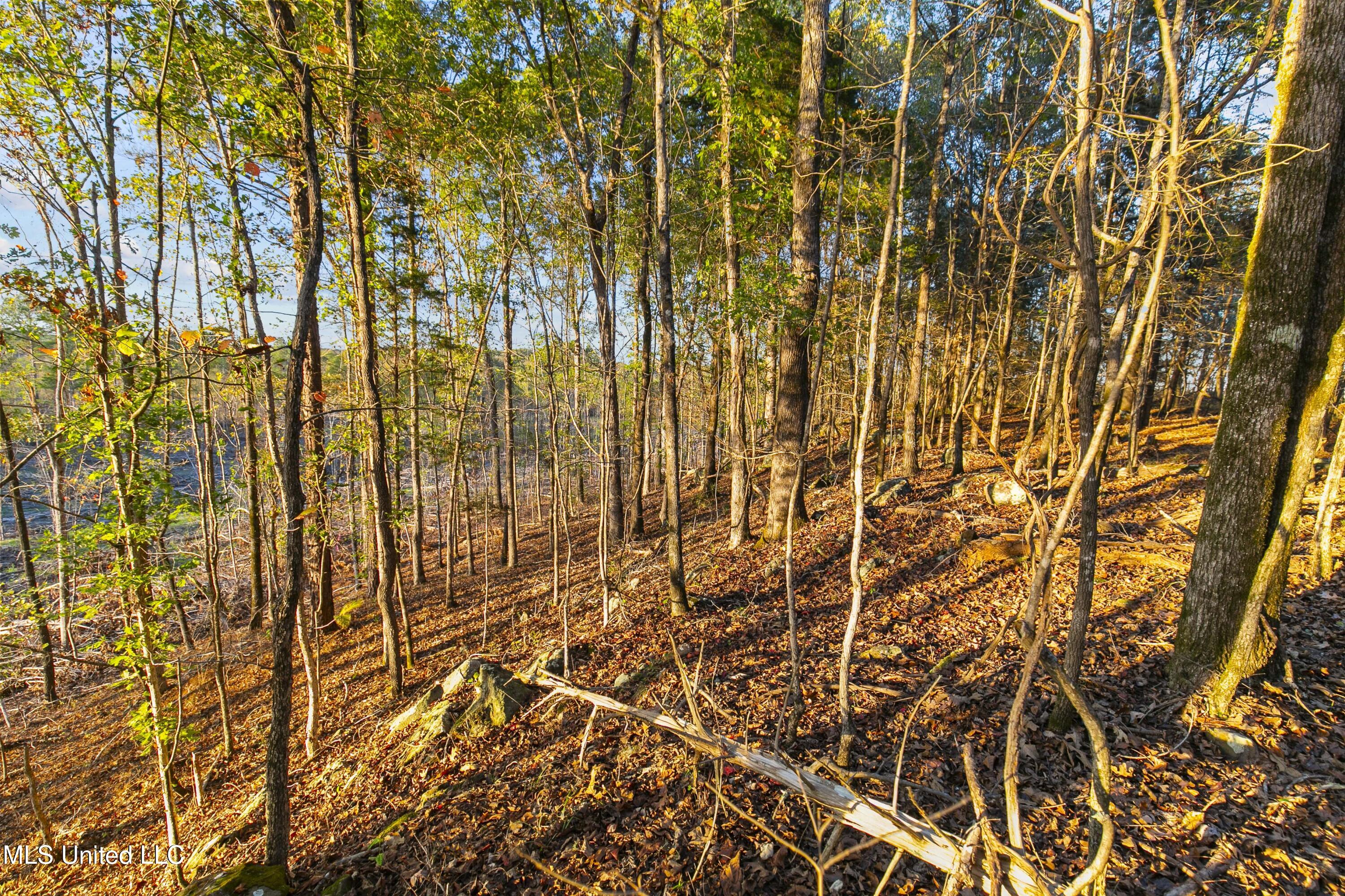 391 Attala Road Sallis, MS 39160 - Photo 65 of 90 391 AR 4127-80