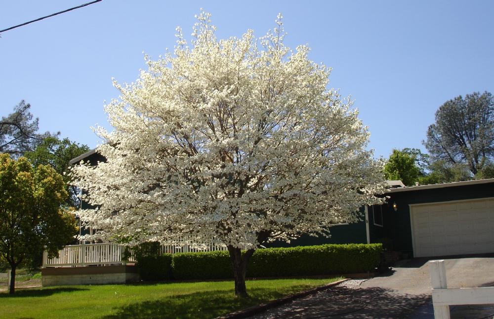 12008 Daut Road Redding, CA 96003 - Photo 13 of 35 Dogwood spring